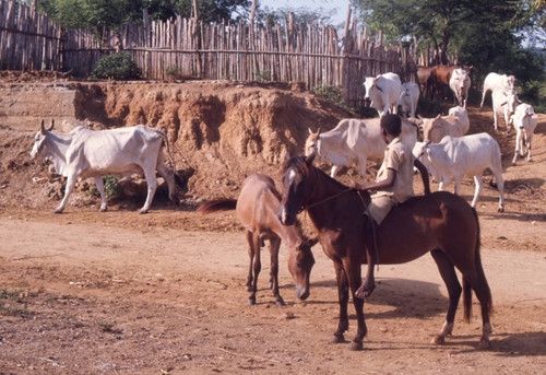 Boy herding cattle on a mule, San Basilio de Palenque, 1976