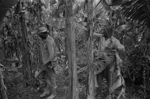 Fermín Herrera working with a machete, San Basilio de Palenque, 1976