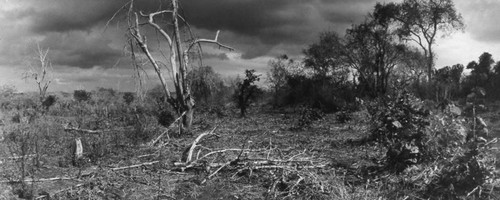 Wooded area in village, Tanzania, 1979