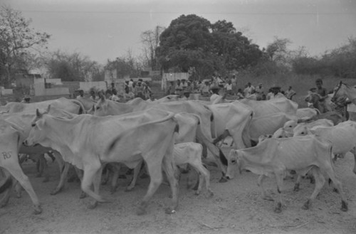 Cattle passing cemetery, San Basilio de Palenque, Colombia, 1977