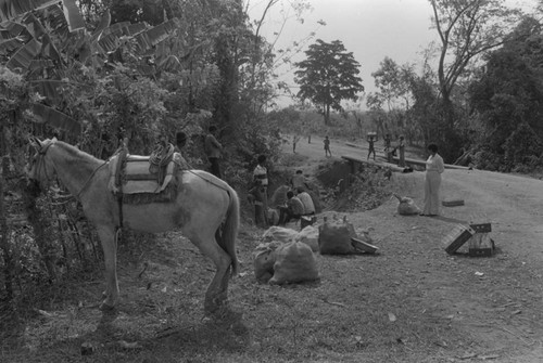 Mule at construction site, San Basilio de Palenque, ca. 1978