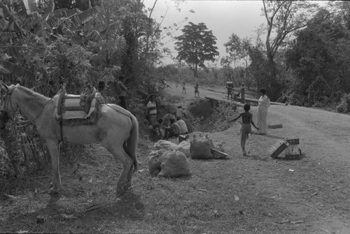 Mule at construction site, San Basilio de Palenque, ca. 1978