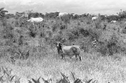 Cattle roaming free, San Basilio de Palenque, 1975