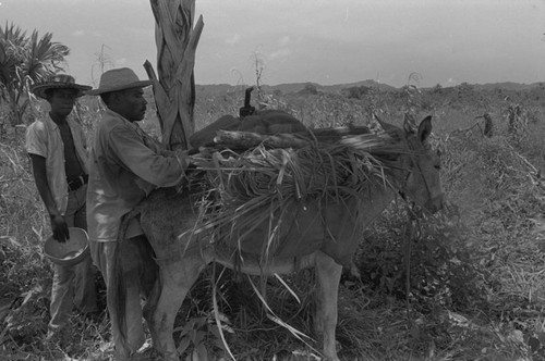 Men loading a donkey, San Basilio de Palenque, 1976