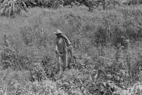 Man harvesting bananas, San Basilio de Palenque, 1976