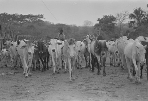 Man herds the flock, San Basilio del Palenque, ca. 1978