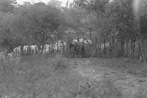 Boy on a mule next to cattle, San Basilio de Palenque, 1976