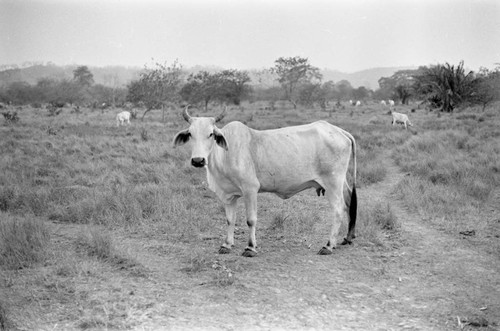 Cattle grazing in a field, San Basilio de Palenque, 1977