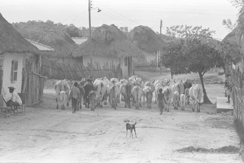 Cattle herd walking through town, San Basilio de Palenque, 1976