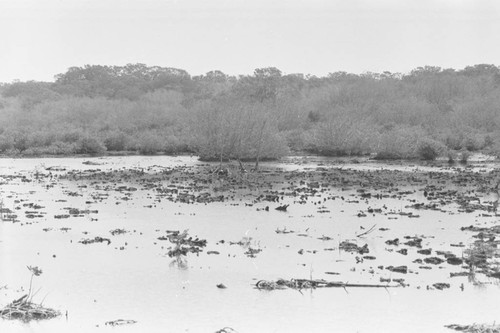 View of a mangrove forest, Isla de Salamanca, Colombia, 1977