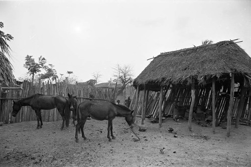 Mules standing in a corral, San Basilio de Palenque, 1977