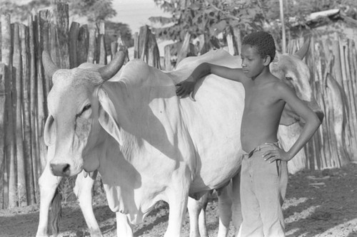 A boy and his cow, San Basilio de Palenque, 1977