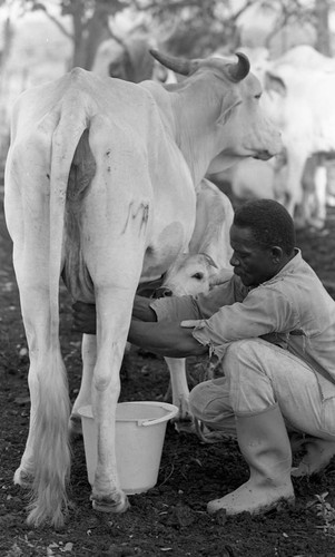 Man milking cow, San Basilio de Palenque, 1977