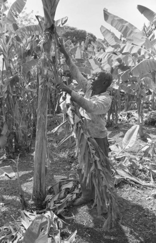 Fermín Herrera working with machete, San Basilio de Palenque, 1976