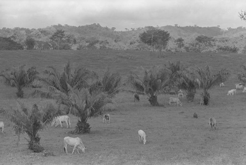 Cattle herd grazing, San Basilio de Palenque, 1976