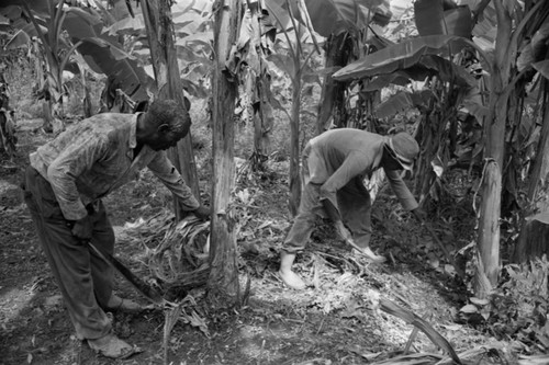 Fermín Herrera working with a machete, San Basilio de Palenque, 1976