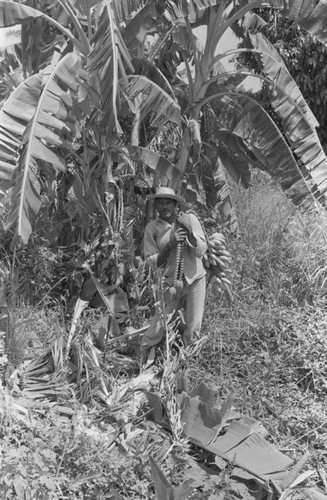 Man harvesting bananas, San Basilio de Palenque, 1976