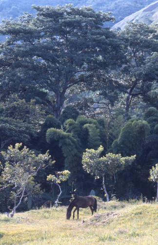 A horse grazing, Tierradentro, Colombia, 1975