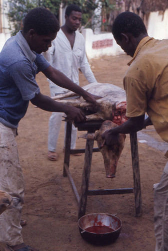 Men butchering a pig, San Basilio de Palenque, 1976