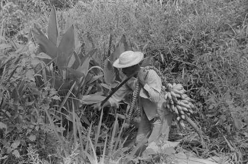 Man harvesting bananas, San Basilio de Palenque, 1976