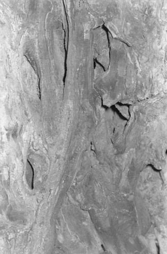 Tree bark, San Basilio de Palenque, 1976