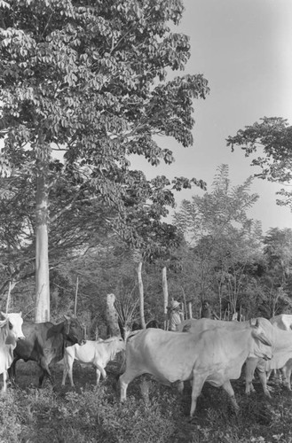 Cattle herd standing next to a tree, San Basilio de Palenque, 1976