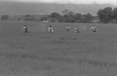 Sowing the field, La Chamba, Colombia, 1975