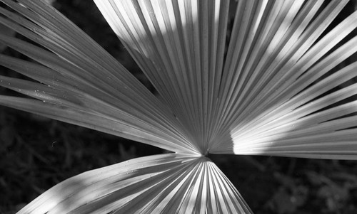 Palm tree leaf, San Basilio de Palenque, 1976