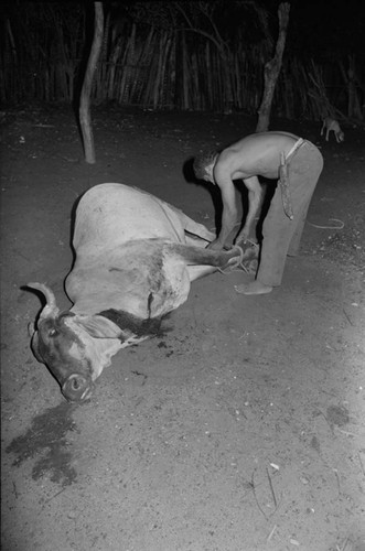 Man untying dead cow's legs, San Basilio de Palenque, 1976