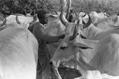 Boy stands in the middle of a cattle herd, San Basilio de Palenque, 1975