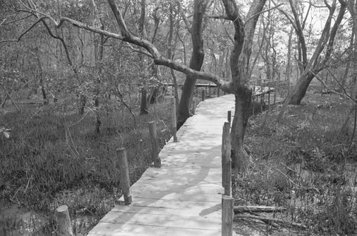 A bridge through a mangrove forest, Colombia, Isla de Salamanca, 1977