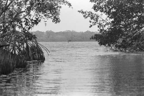 Mangrove forest to the sea, Isla de Salamanca, Colombia, 1977