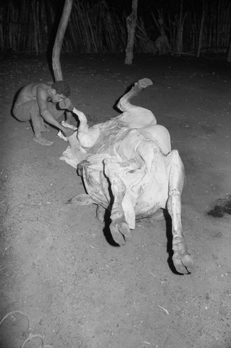 Man butchering a cow, San Basilio de Palenque, 1976