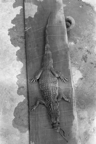 A caiman laying on the ground, Isla de Salamanca, Colombia, 1977