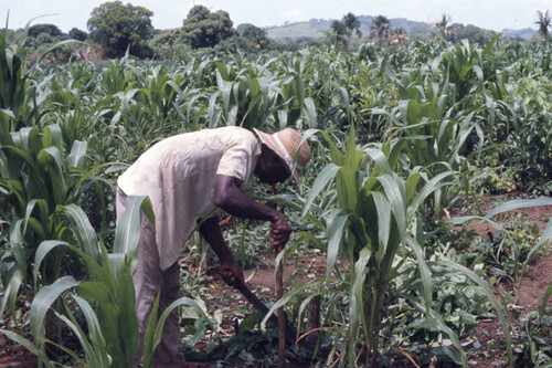 Fermín Herrera working in a field, San Basilio de Palenque, 1976