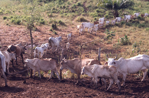 Cows grazing, San Basilio de Palenque, 1976