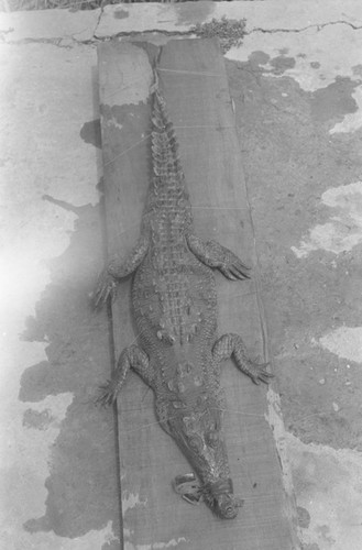 A caiman laying on the ground, Isla de Salamanca, Colombia, 1977