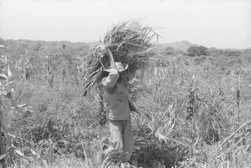 Man working in the field, San Basilio de Palenque, 1976