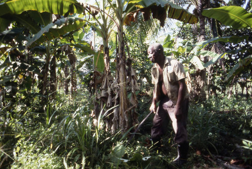 Fermín Herrera working in the field, San Basilio de Palenque, 1976