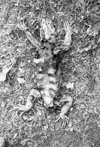 Dead Iguana lying in a field, San Basilio de Palenque, 1977