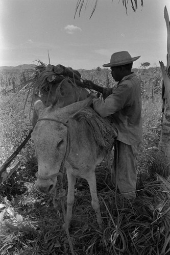 Man loading a donkey, San Basilio de Palenque, 1976