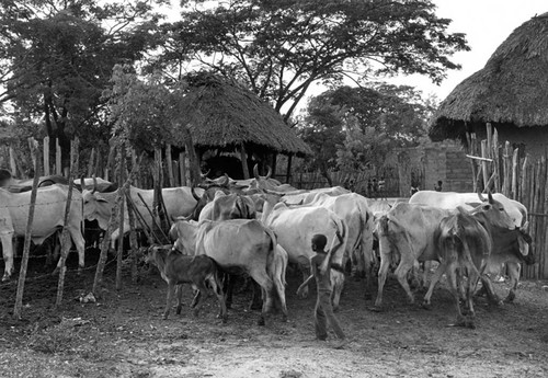 Boy walking with cattle herd, San Basilio de Palenque, 1976