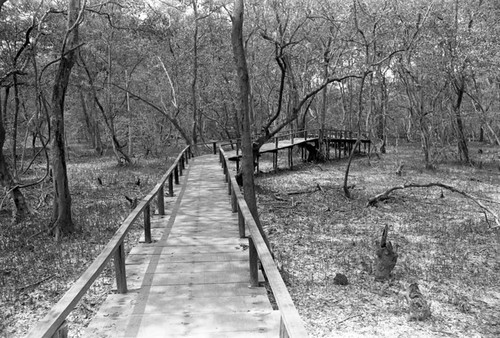 A bridge through a forest, Isla de Salamanca, Colombia, 1977