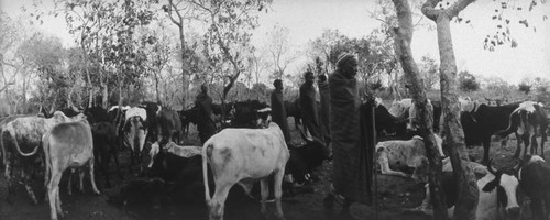 Villagers and cattle, Tanzania, 1979