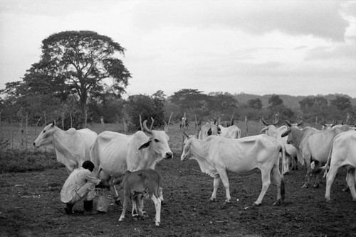 Man milking a cow, San Basilio de Palenque, 1976