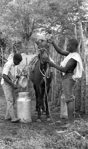 A man and a boy loading milk on a mule, San Basilio de Palenque, 1976