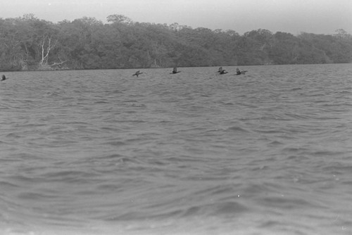 A flock of birds flying over a coastal swamp, Isla de Salamanca, Colombia, 1977