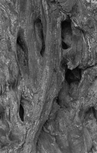 Tree bark, San Basilio de Palenque, 1976