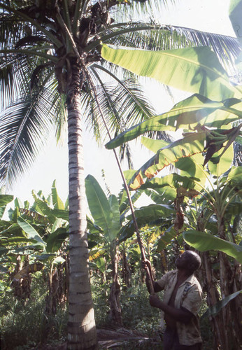 Man collecting coconuts from tree, San Basilio de Palenque, 1976