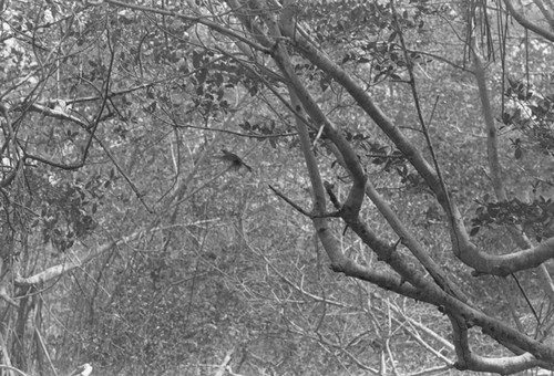 Inside a mangrove forest, Isla de Salamanca, Colombia, 1977